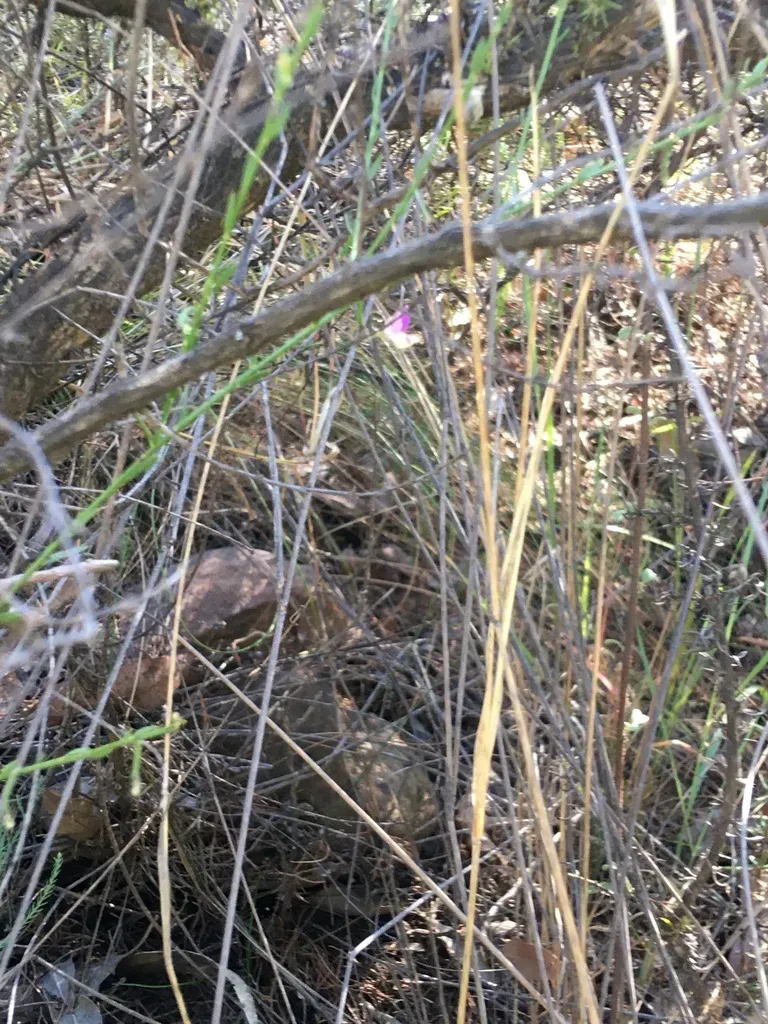 Polygala Brachyphylla