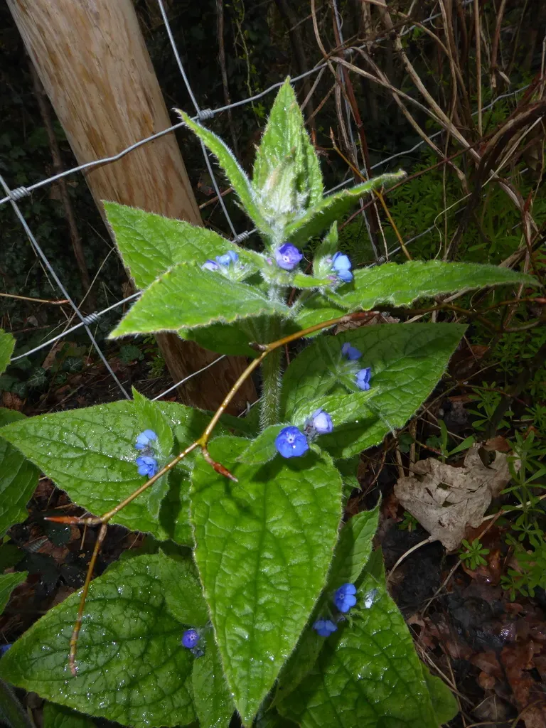 Green Alkanet