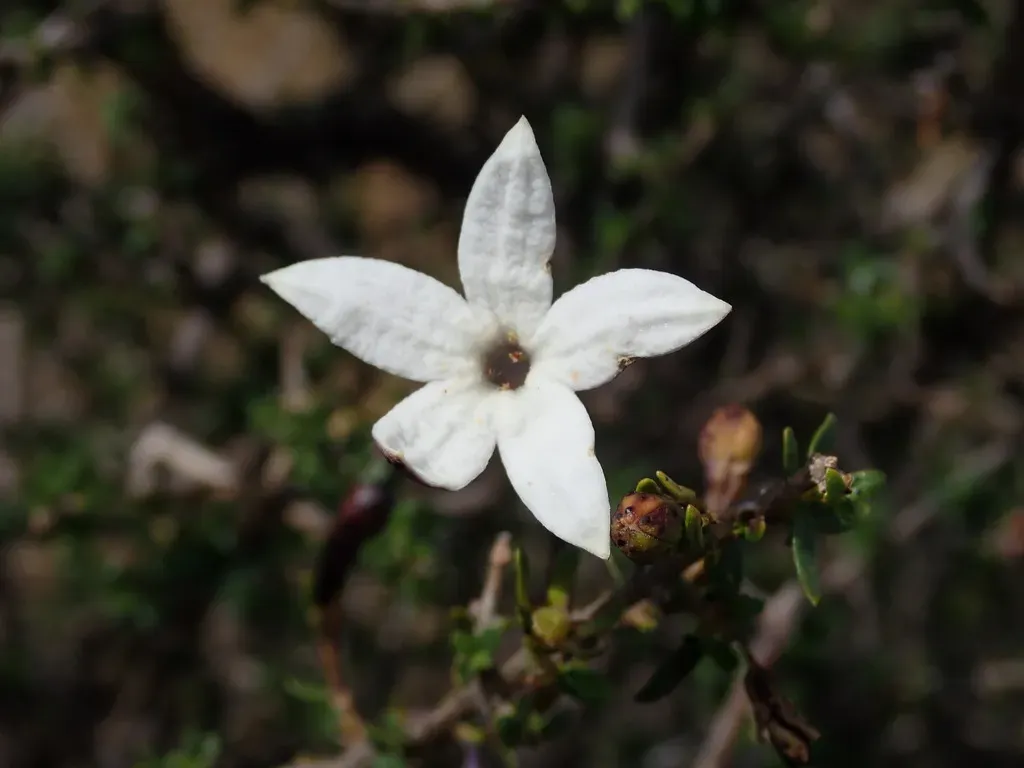 Heterophyllaea Lycioides