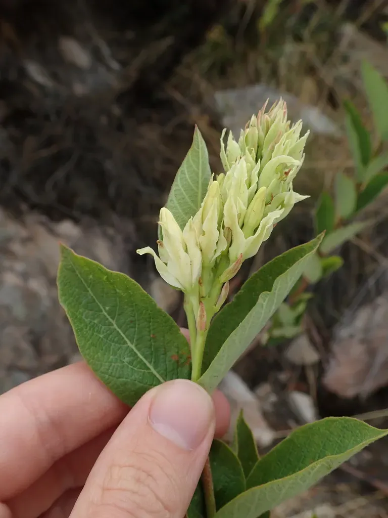 Mandevilla Pentlandiana