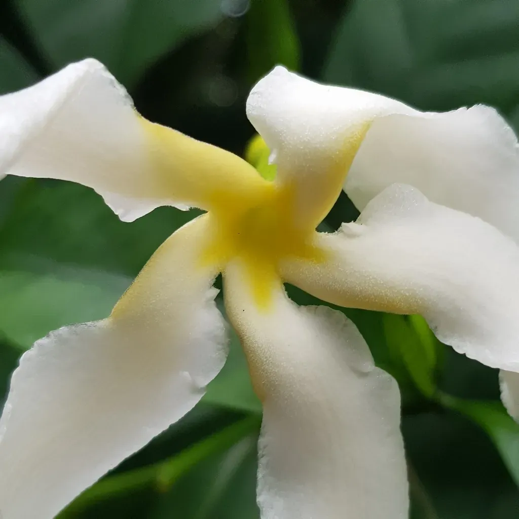 Tabernaemontana Africana