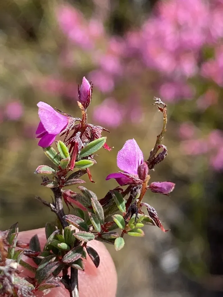 Indigofera Crewiana Ms