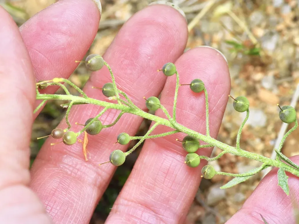 Denseflower Bladderpod