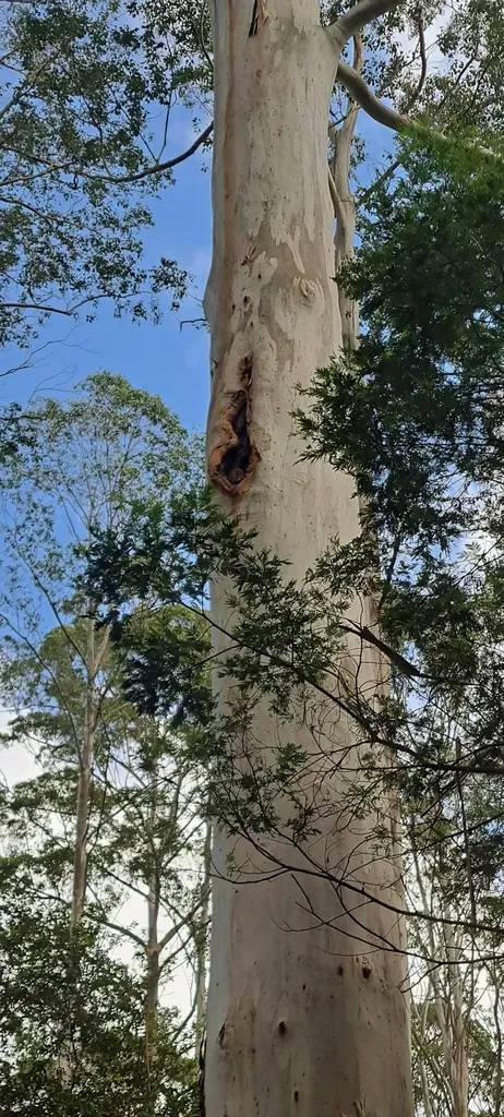 Mountain Blue Gum