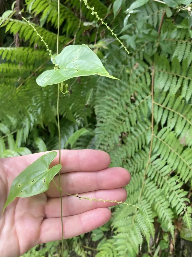 Dioscorea Pilosiuscula