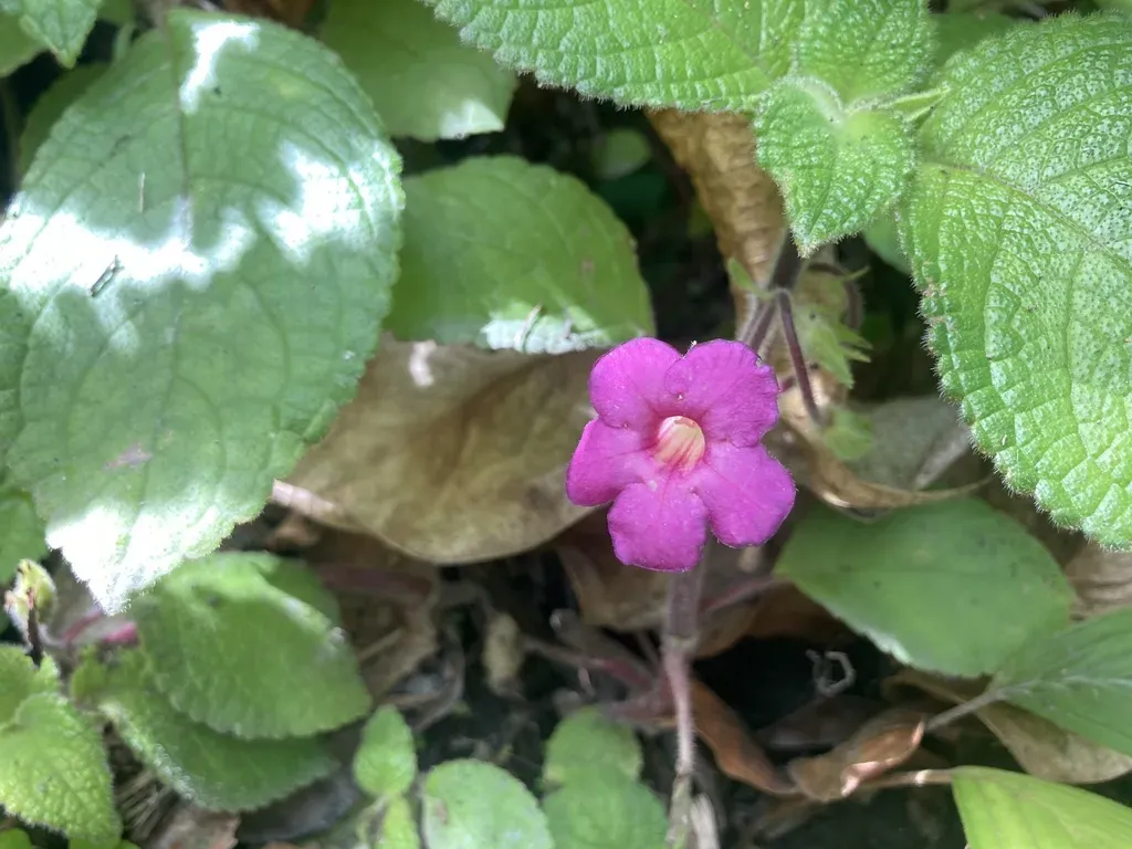 Chrysothemis Melittifolia