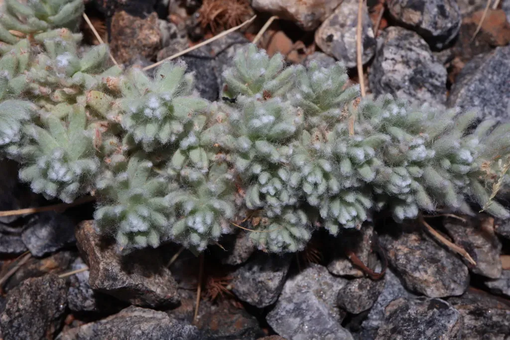 Short-wing Copperburr