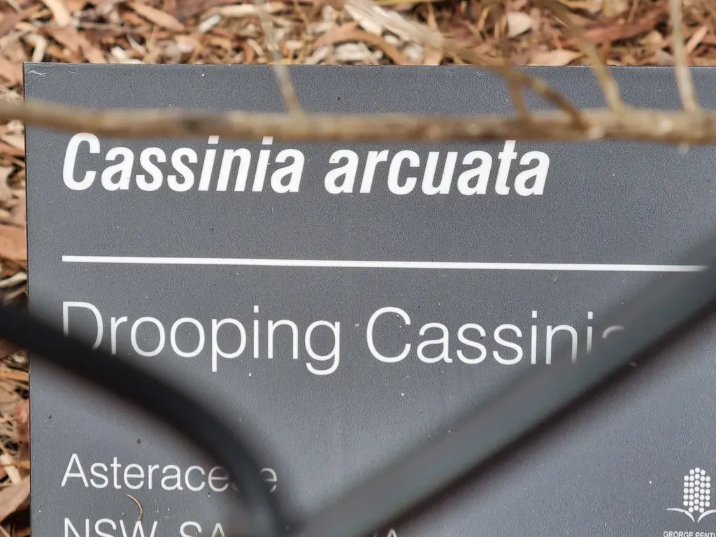 Cassinia Arcuata