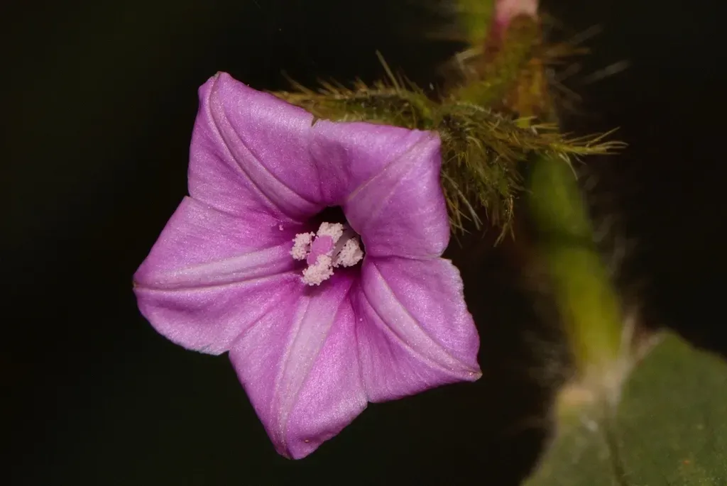 Ipomoea Dichroa