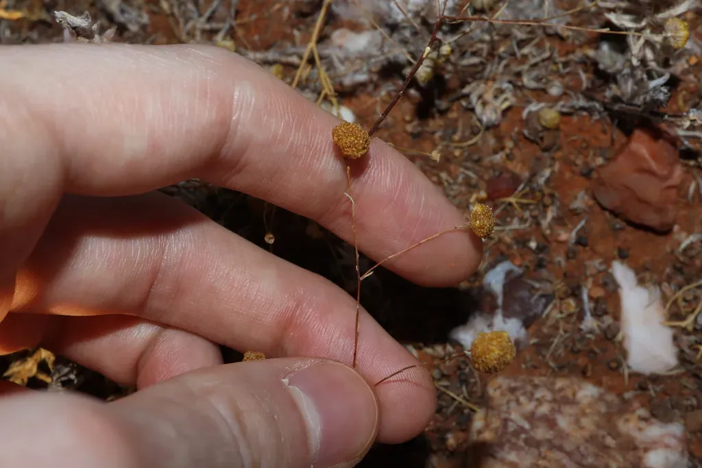 Gnephosis Arachnoidea