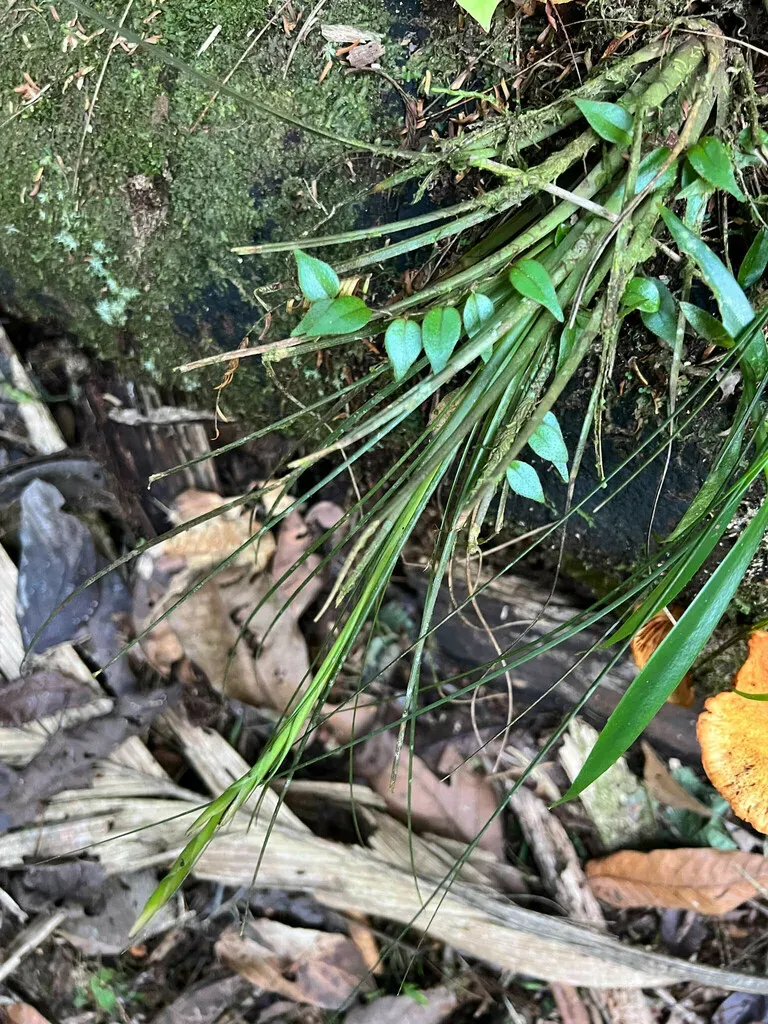 Tillandsia Festucoides