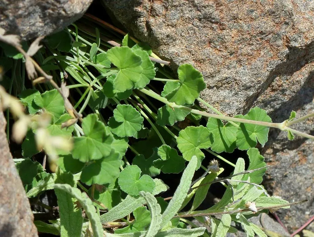 Pelargonium Dichondrifolium