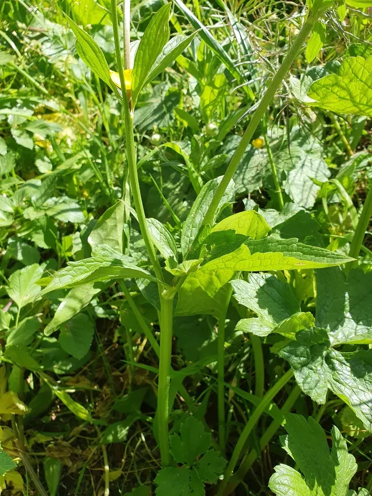 Large-flowered Buttercup