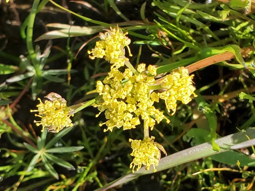Alkali Desertparsley