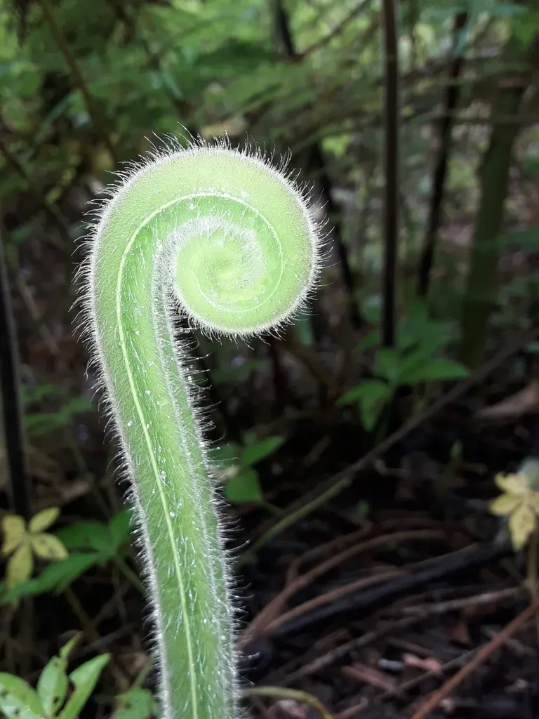 Hypolepis Tenuifolia