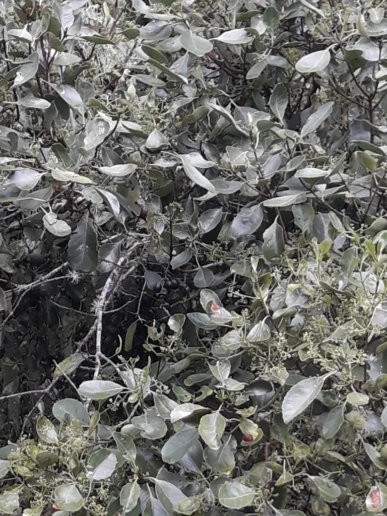 Elaeodendron Curtipendulum