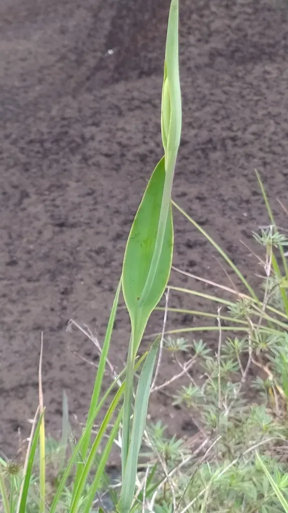 Cleistes Grandiflora
