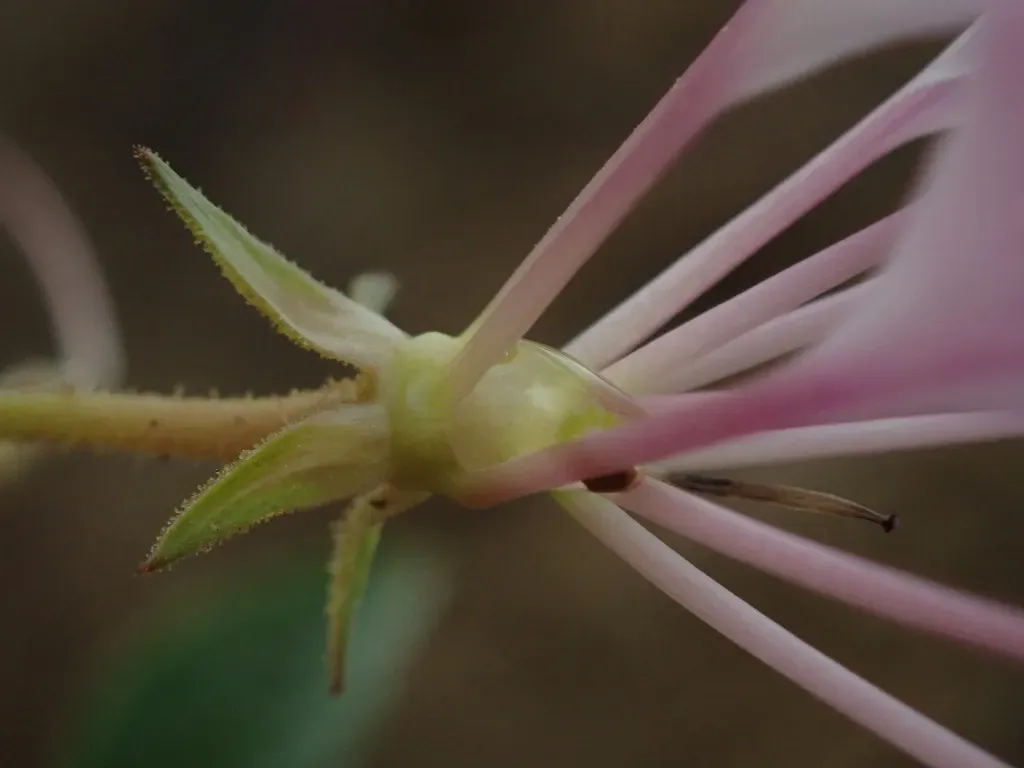 Cleome Boliviensis