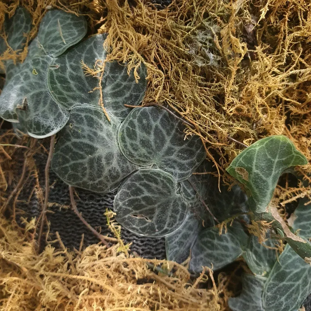 Rhaphidophora Cryptantha