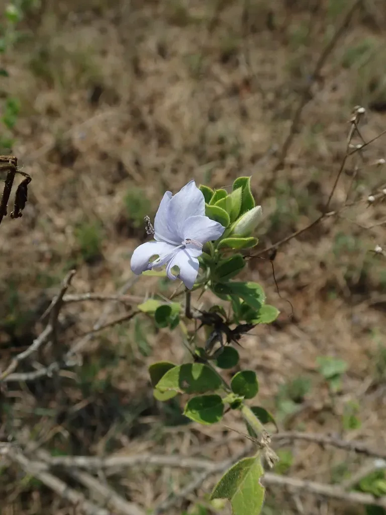Barleria Mysorensis