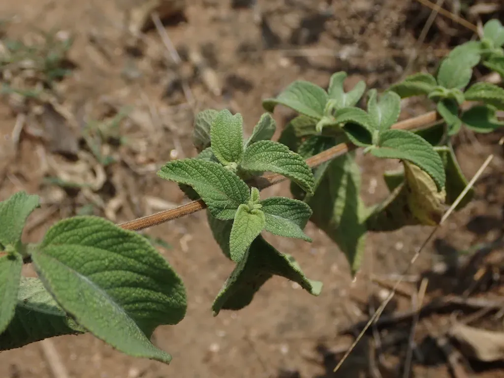 Lantana Indica