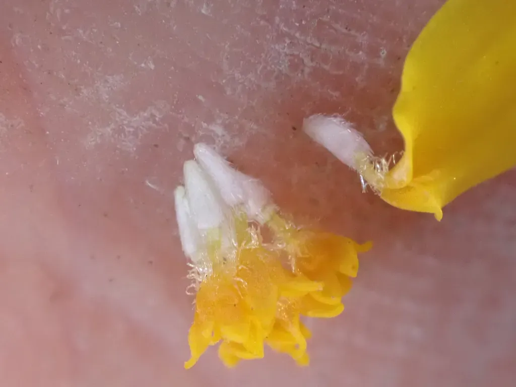 Hartweg's Golden Sunburst