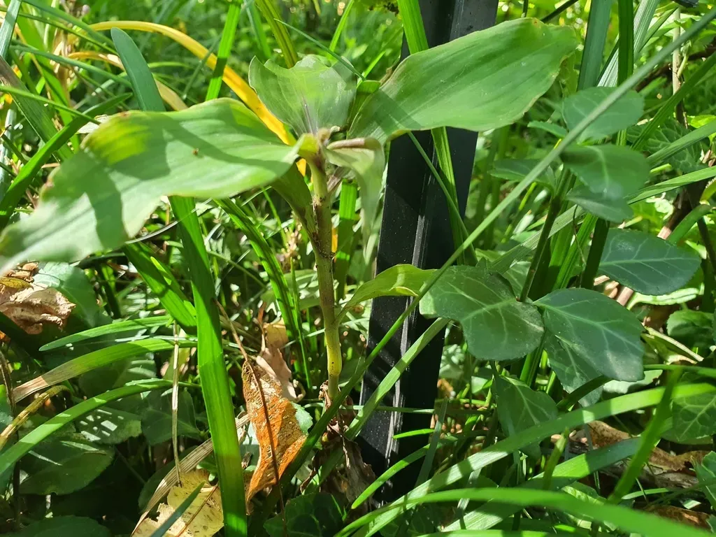 Amischotolype Hispida