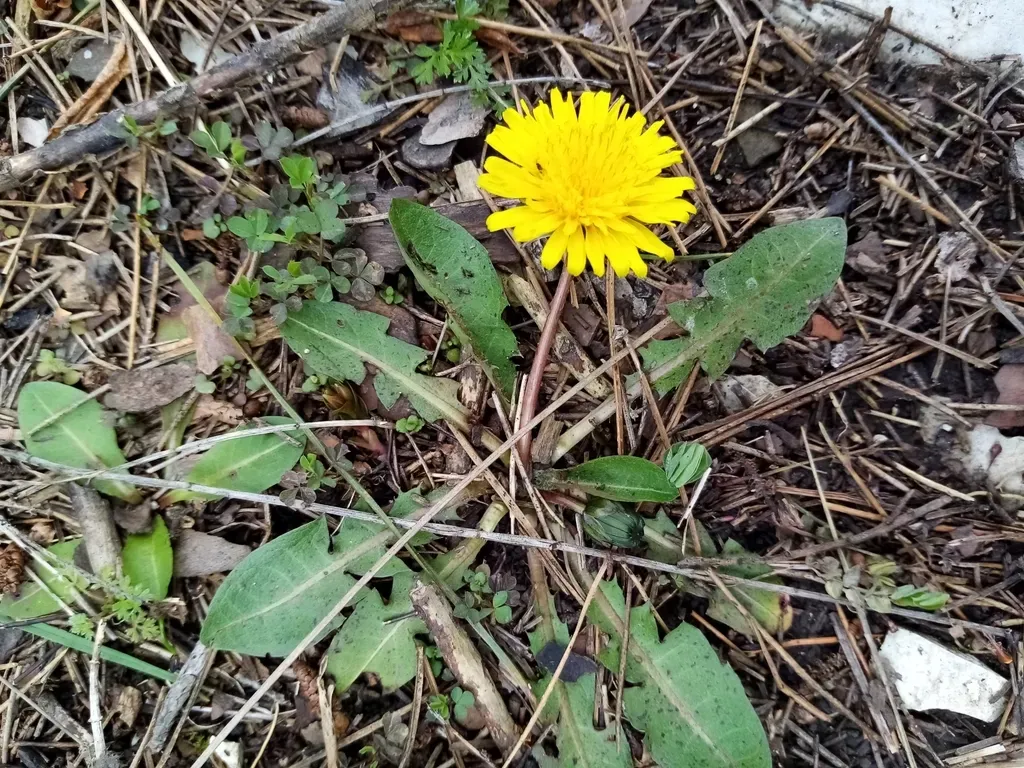 Taraxacum Thracicum