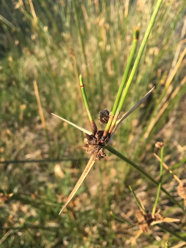 Spiny Sedge