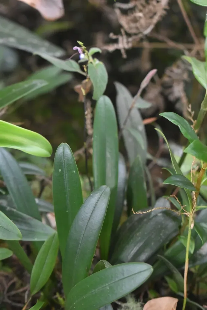 Scaphosepalum Lima