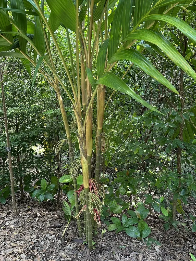 Ivory Cane Palm