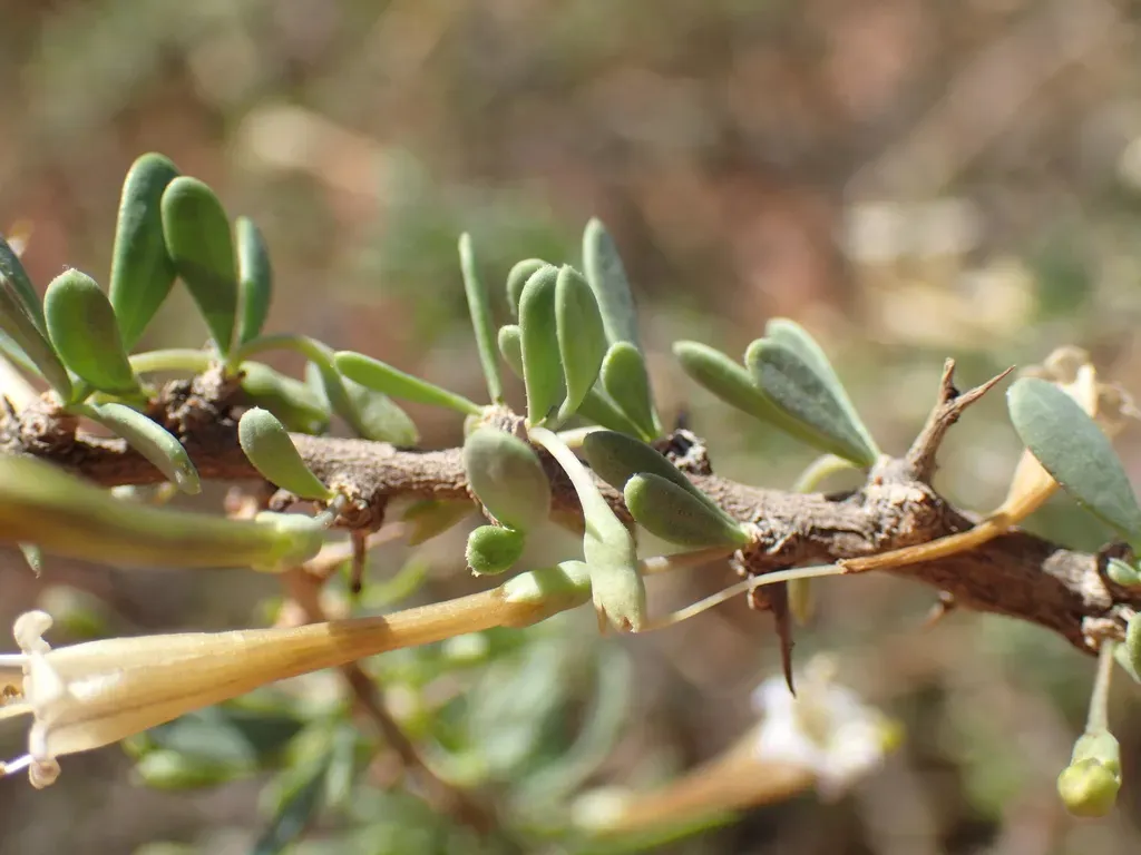 Bushmanland Honeythorn