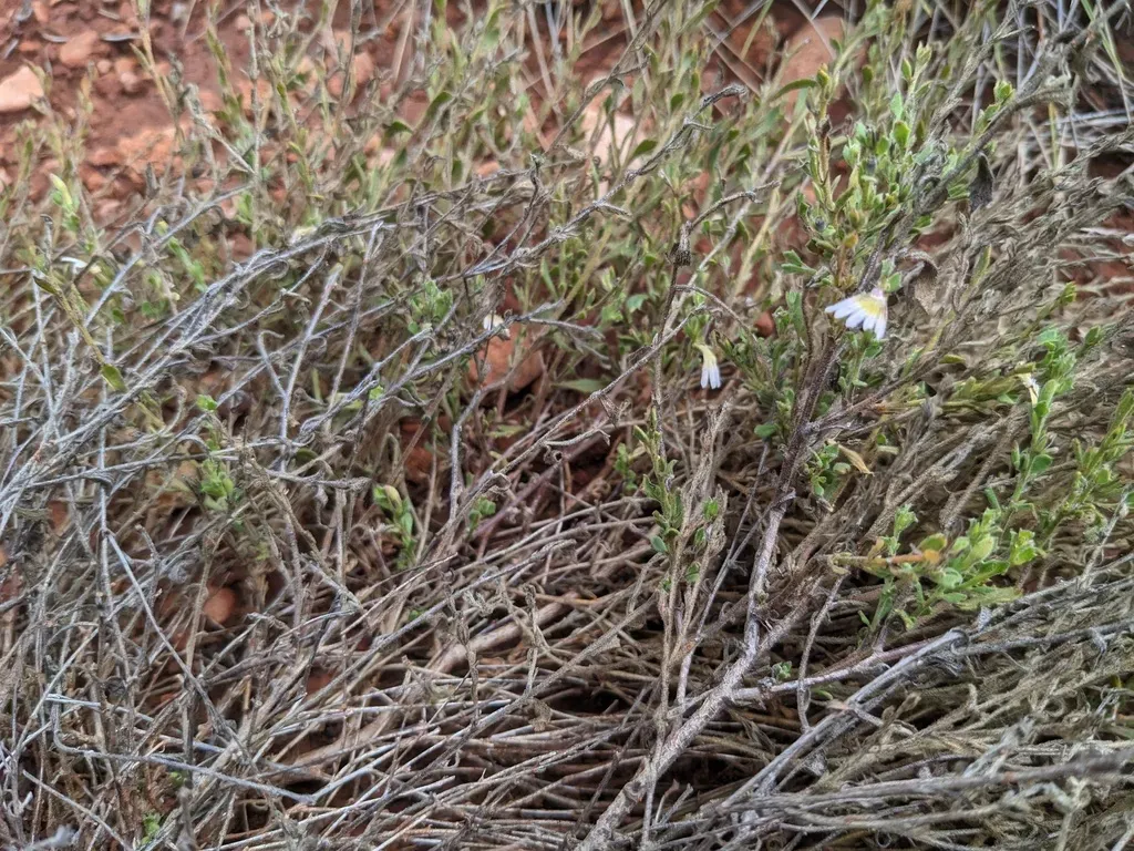 Scaevola Amblyanthera