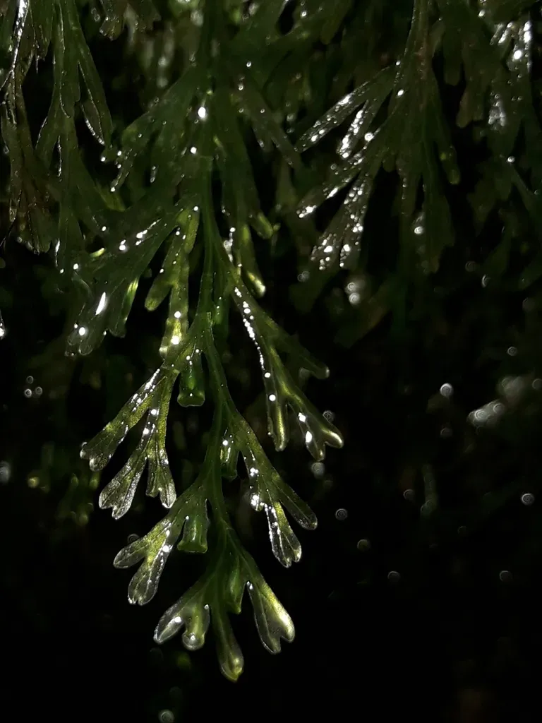 Trichomanes Endlicherianum