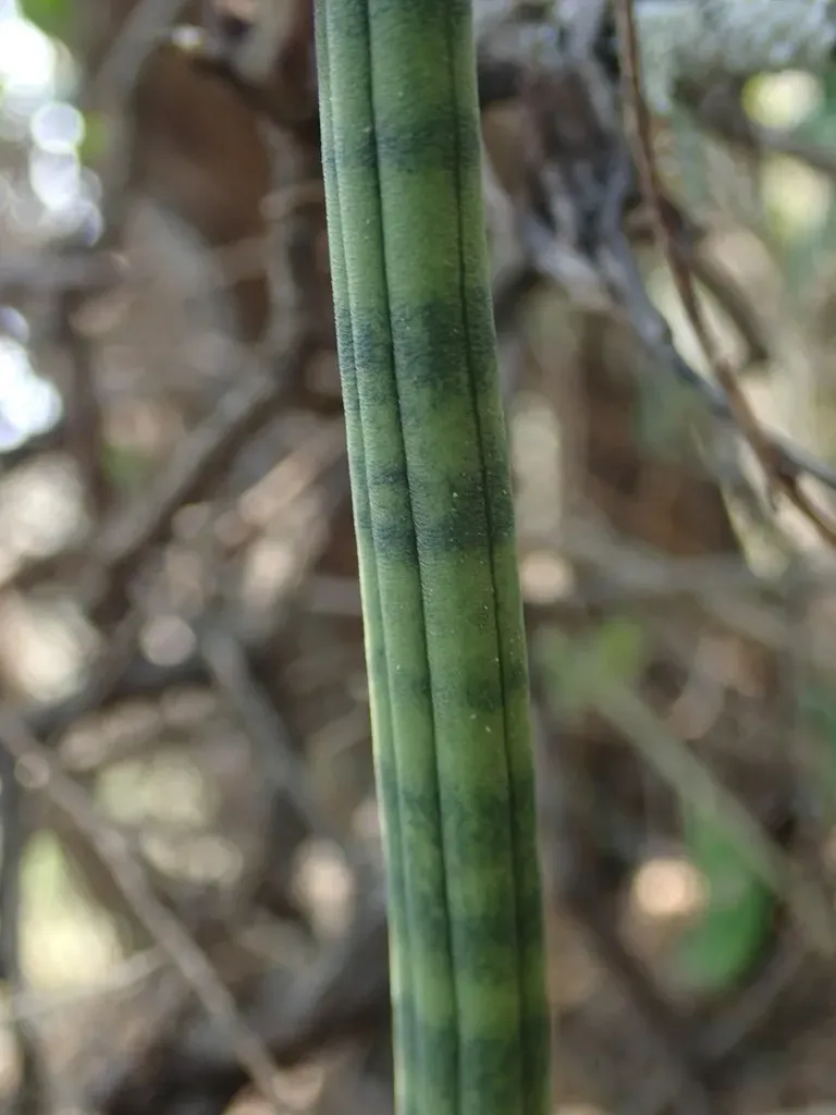 Sansevieria Roxburghiana