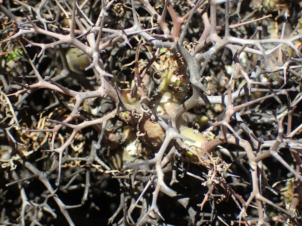 Samphire-leaved Geranium