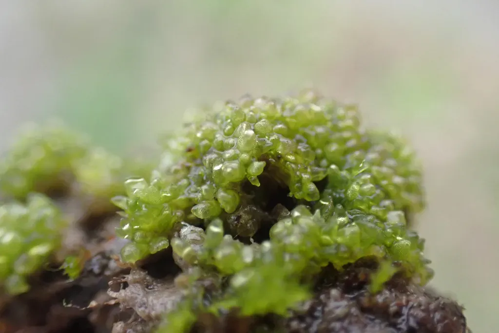 Sphaerocarpos Europaeus