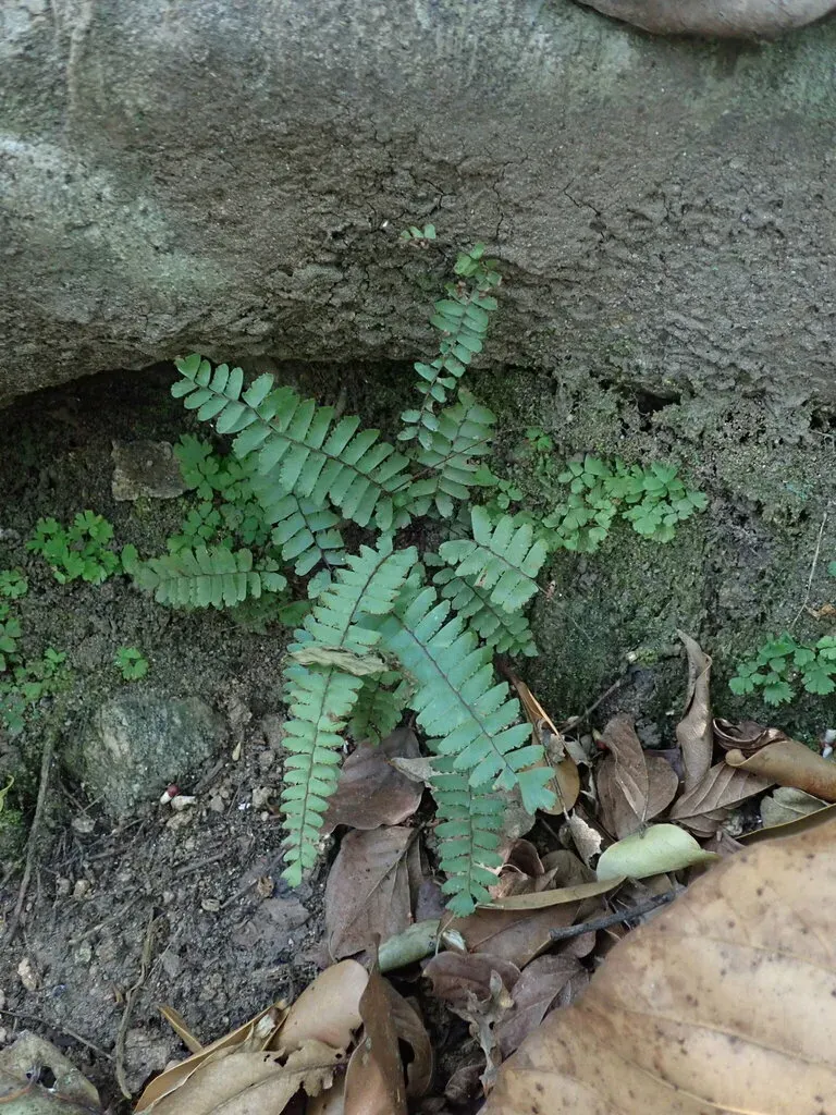 Adiantum Zollingeri