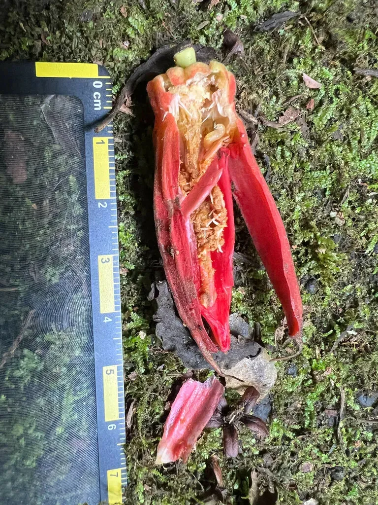 Perfumed Passionflower