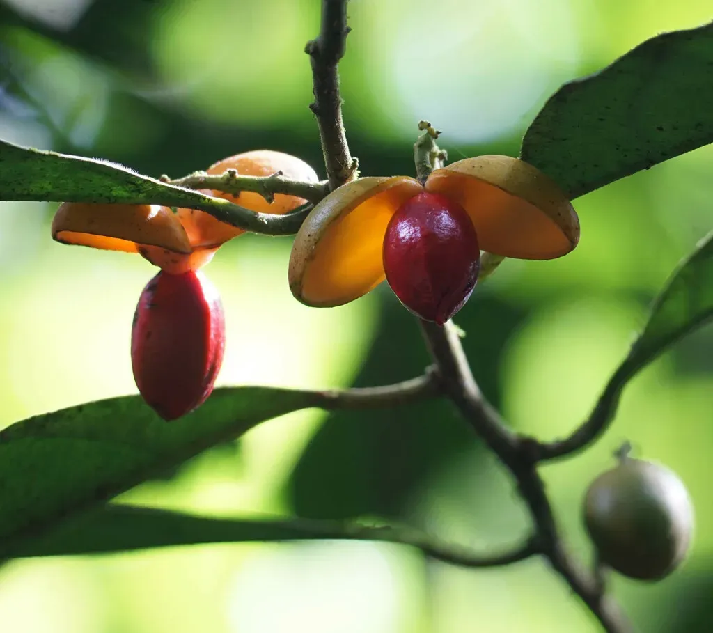Compsoneura Mexicana