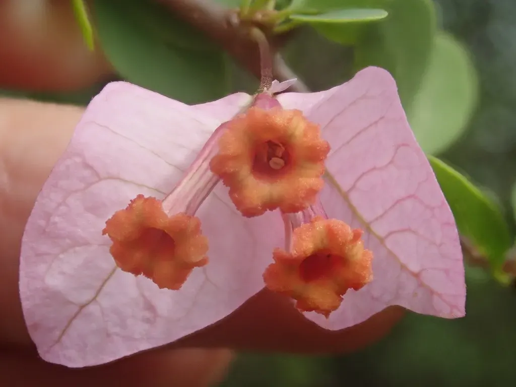Bougainvillea Berberidifolia