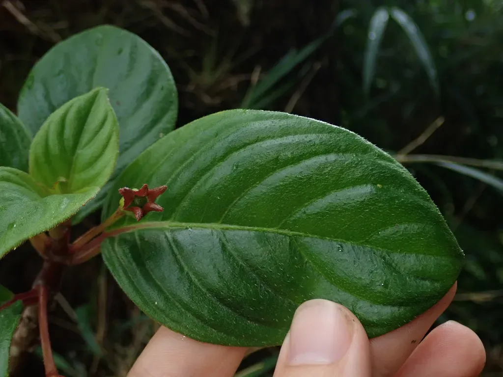 Columnea Hypocyrtantha