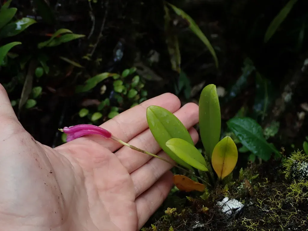 Masdevallia Notosibirica