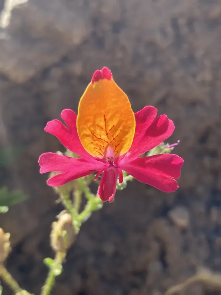 Bright Pink Chilean Butterfly Flower