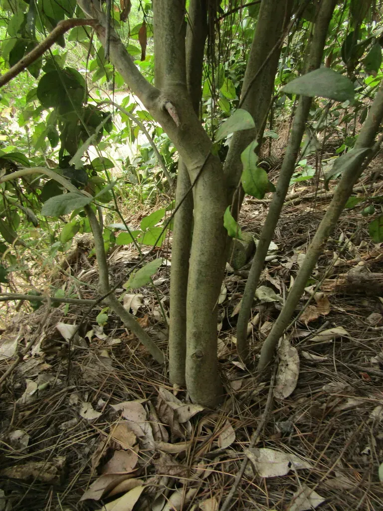 Myrceugenia Planipes