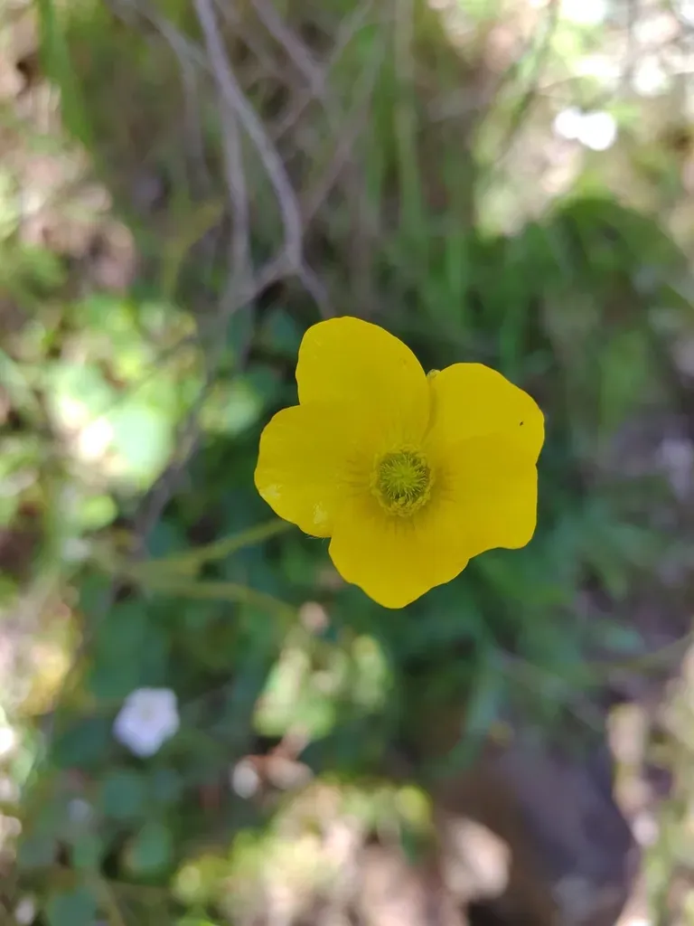 Ranunculus Nigrescens
