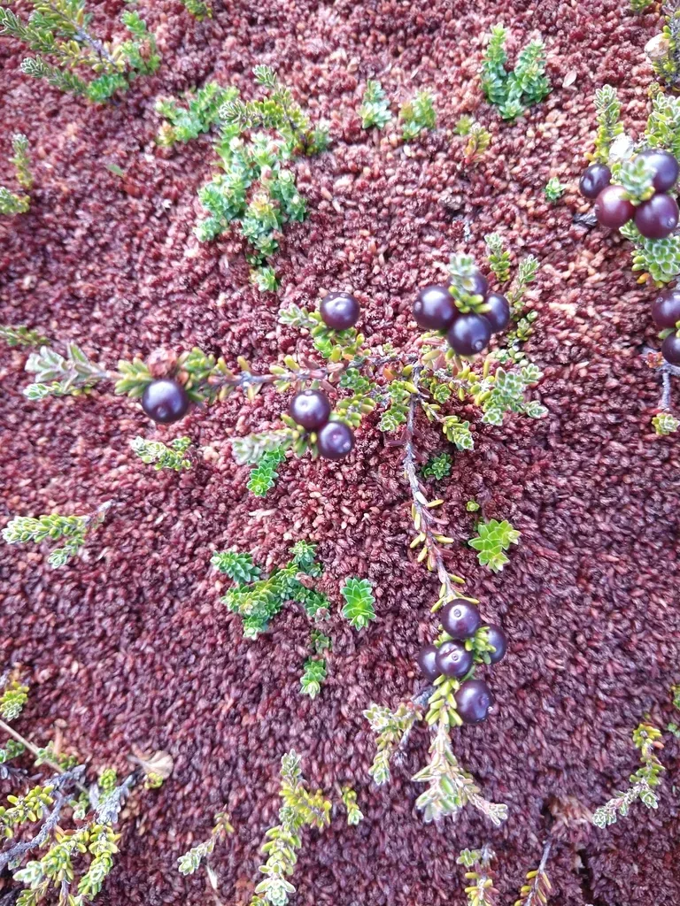 None Widely Documented