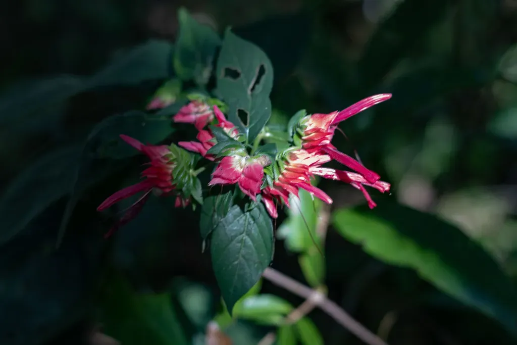 Lepidagathis Floribunda