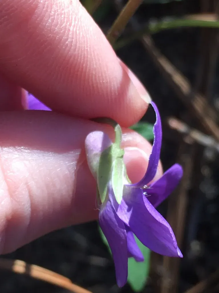 Triangle-leaved Violet