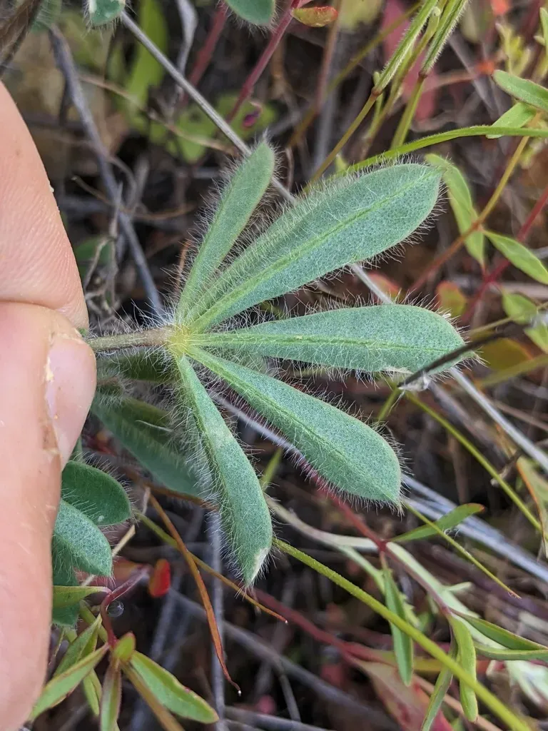 Shaggyhair Lupine